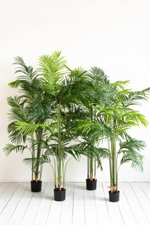 Пальма Хамедорея 160 см
