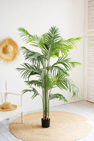 Пальма Хамедорея 160 см