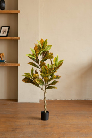 Кротон 170 см