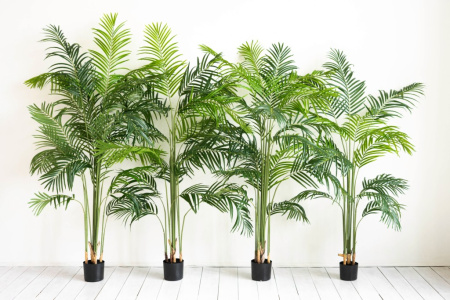 Пальма Хамедорея 160 см