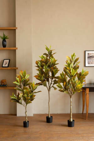 Кротон 170 см