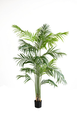 Пальма Хамедорея 160 см