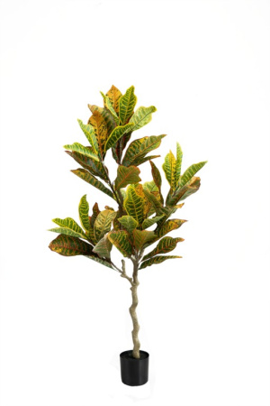 Кротон 170 см