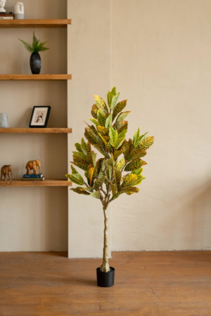 Кротон 170 см