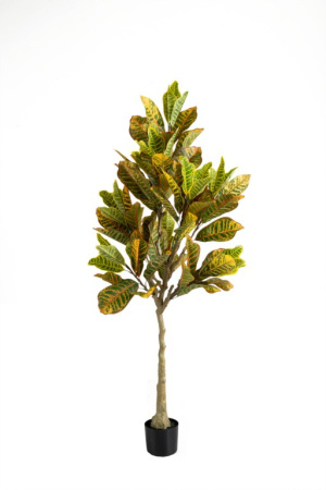 Кротон 170 см