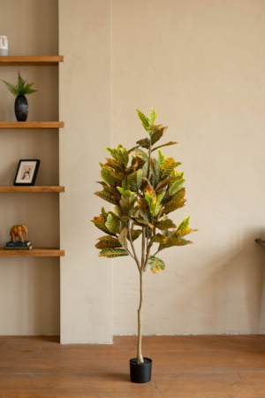 Кротон 170 см